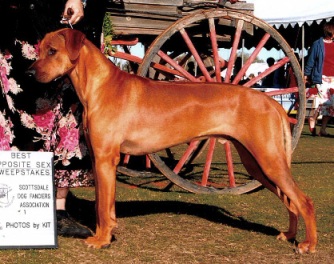 Baloo_BOS_Scottsdale_Sweeps.jpg