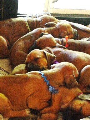 Niki_Kiby_Pups_4_wks.JPG